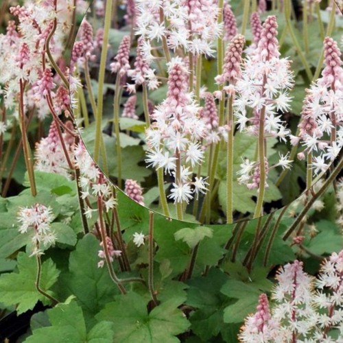 Tiarella cordifolia 'Oakleaf' - Südajas tiarell 'Oakleaf' P9/0,55L  